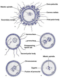 Schematic representation of the fertilization process.